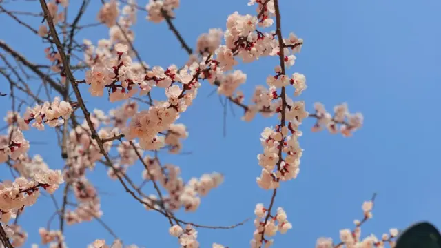 한국인 10명 중 6명, 봄 여행에서 ‘이것’ 가장 신경 쓴다