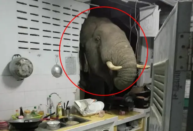 ‘더는 못 참아’… 너무 배고파 벽 뚫고 부엌 뒤진 코끼리