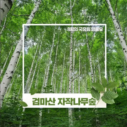 올 여름 숲캉스로 제격인 8월의 명품숲 어디?
