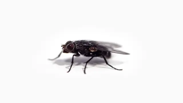 예술인가 동물 학대인가? ‘이것’ 전시해서 비난받은 설치 예술