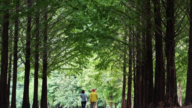 BTS 못다한 완주 여행, 물길 따라 숲 따라 완주하려면