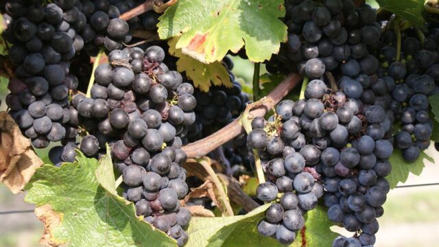 가을 해외여행은 체코가 최고지 ‘체코 가을 축제 베스트 4’