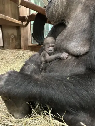 워싱턴 동물원에서 멸종 위기 고릴라 탄생