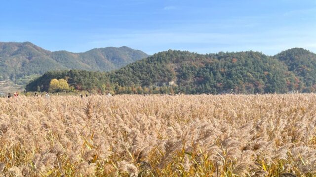갈대밭 말고 뭐보지, 순천 가을 여행 관광명소 총 집합