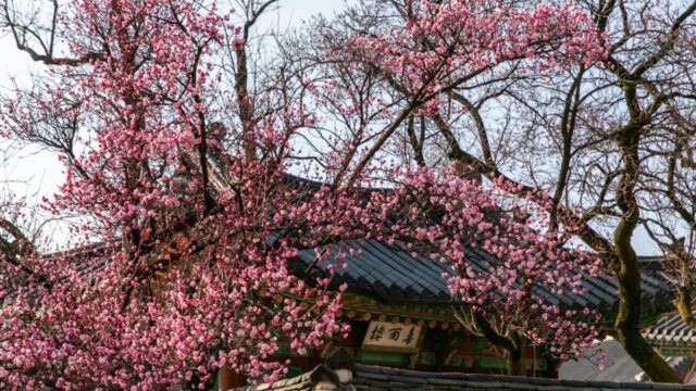 [여행+봄] 고궁의 홍매화부터 현충원의 겹벚꽃까지…서울 속 봄꽃 판타지 스폿 6