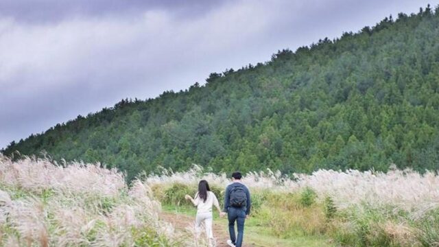 [여행+제주] 푸른 하늘에 은빛 억새…제주만이 주는 가을빛 추억 5