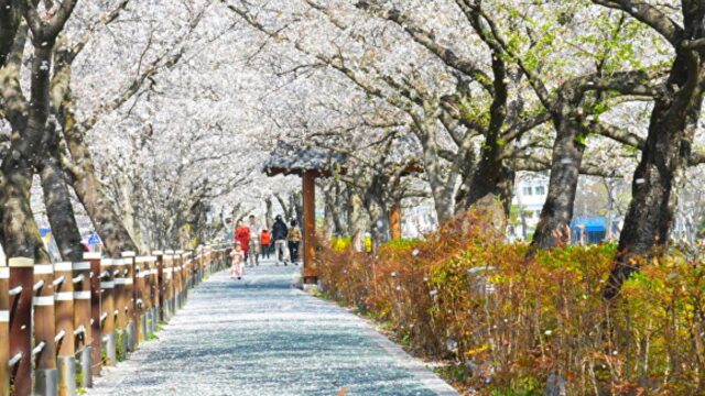 [여행+봄] 갈수록 짧아지는 봄…아쉽게 보내지 않을 감성 봄 여행지 14