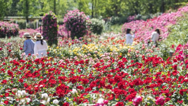 40년간 6000만 명 방문한 에버랜드 장미축제…올해가 ‘진짜’라고?