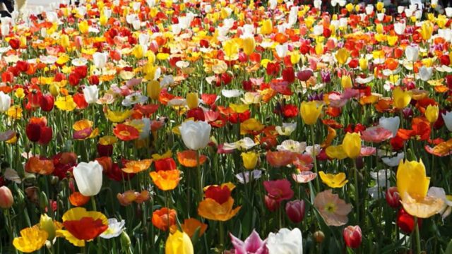 호주 도시 산책 19화 캔버라를 대표하는 호주 최대 꽃 축제, 플로리아드(Floriade)