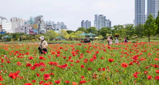 이봄 가기 전에 6000만 송이 봄꽃에 파묻히고 싶다면 꼭 찾아야 하는 곳
