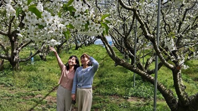 새하얀 체리꽃 보며 사진 찍고, 새빨간 체리도 맛보고…지금 이곳은 체리 천국