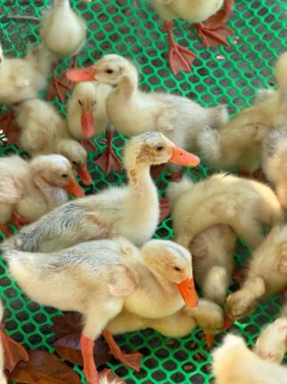 커피 마시러 갔다가 자연에 반했다…닌빈서 꼭 가야 할 풍경 맛집 카페 3곳